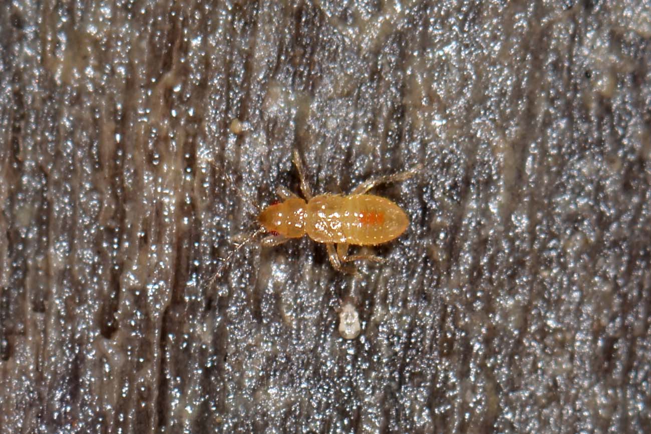 Dipsocoridae: Cryptostemma (Cryptostemma) sp.